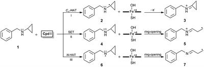 Suicide Inhibition of Cytochrome P450 Enzymes by Cyclopropylamines via a Ring-Opening Mechanism: Proton-Coupled Electron Transfer Makes a Difference